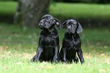 CANE CORSO 1206
